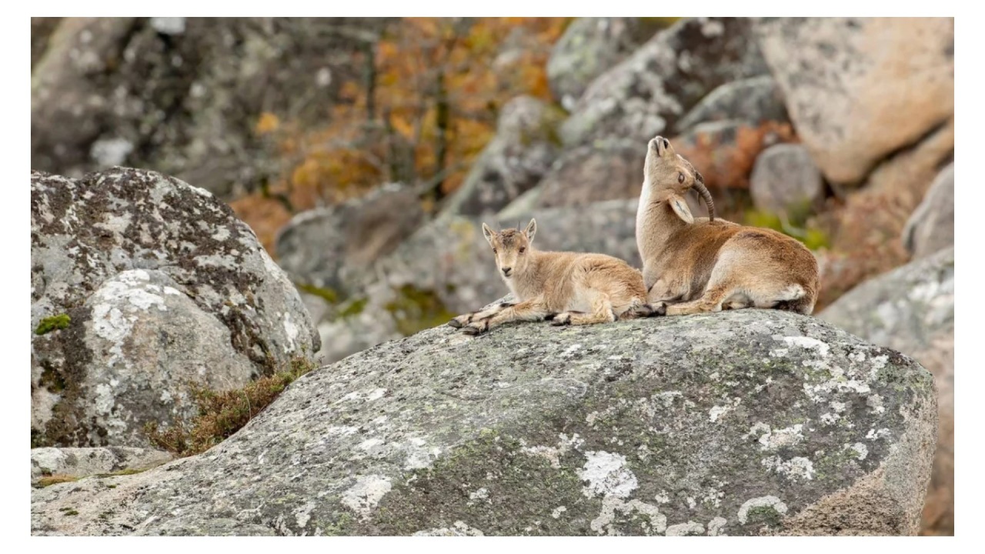 Pitões das Júnias – A pérola do Parque Nacional